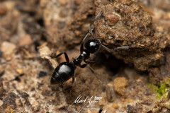 Technomyrmex sophiae