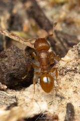Tetramorium simillimum