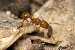 Tetramorium simillimum