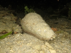 Conus coelinae