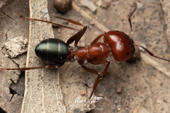 Melophorus rufoniger