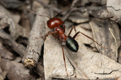 Melophorus rufoniger