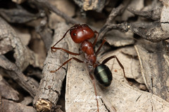 Melophorus rufoniger