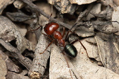 Melophorus rufoniger