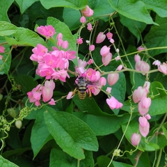 Anthophila