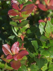 Vaccinium cylindraceum