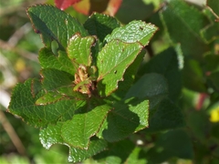 Vaccinium cylindraceum