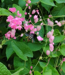 Anthophila