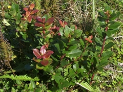 Vaccinium cylindraceum