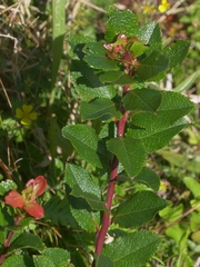 Vaccinium cylindraceum