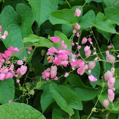 Anthophila