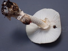 Amanita aurantiobrunnea