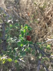 Condalia correllii