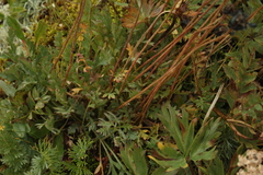 Papaver pseudocanescens