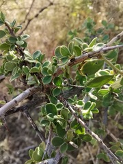 Condalia correllii