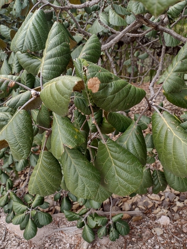 Quercus urbani