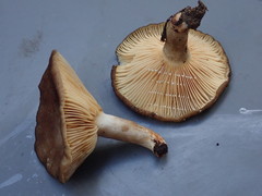 Lactarius aurantiolamellatus