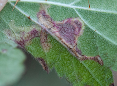 Coptotriche splendida