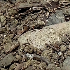 Sarcophaga