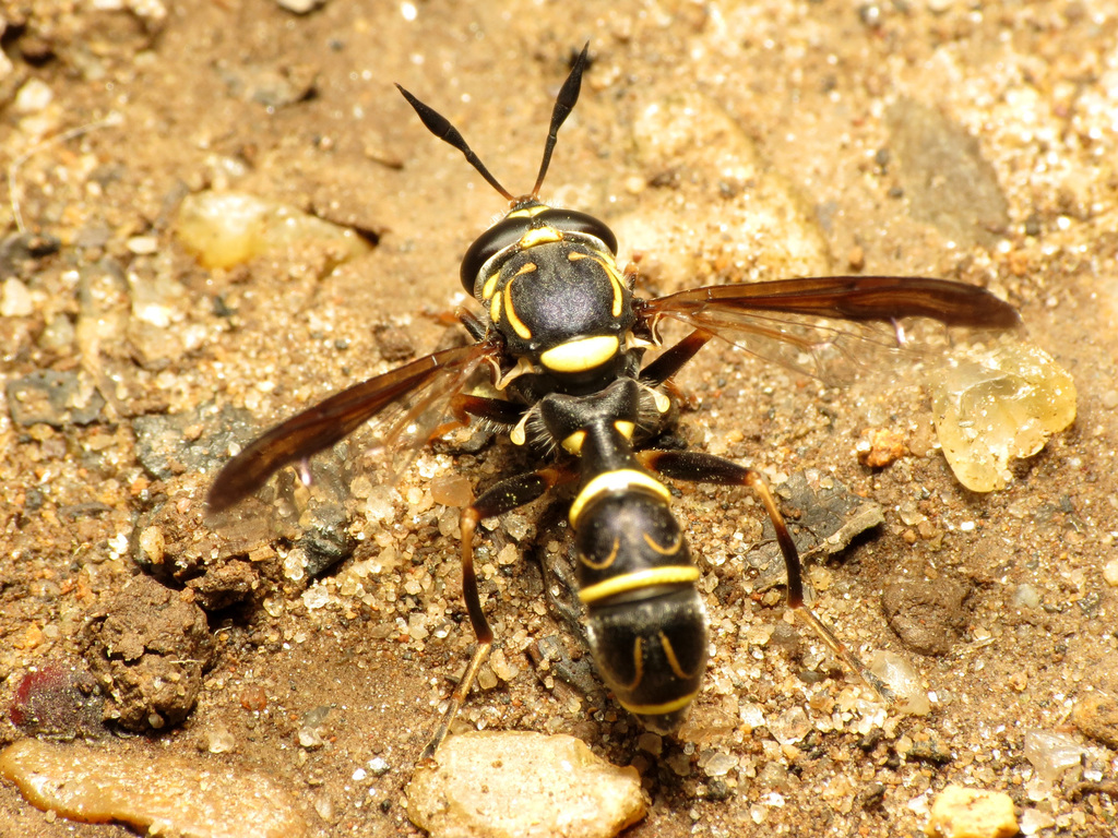Williston's Wasp Fly