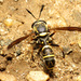 Williston's Wasp Fly - Photo (c) Katja Schulz, some rights reserved (CC BY)