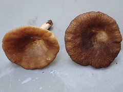 Lactarius aurantiolamellatus