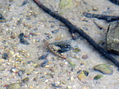 Etheostoma spectabile