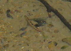 Etheostoma spectabile