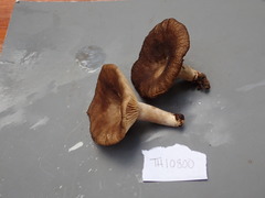 Lactarius aurantiolamellatus