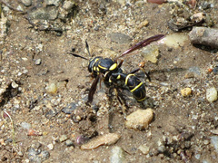 Sphiximorpha willistoni