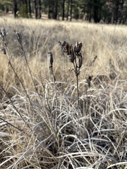 Iris missouriensis