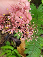 Begonia glabra