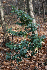 Prunus laurocerasus