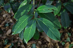 Prunus laurocerasus