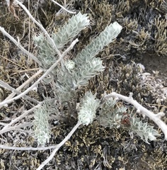 Acmispon argophyllus adsurgens
