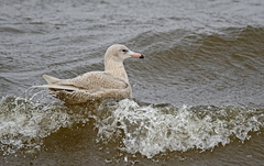 Larus hyperboreus