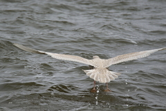 Larus hyperboreus