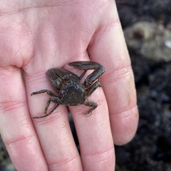 Petrolisthes manimaculis