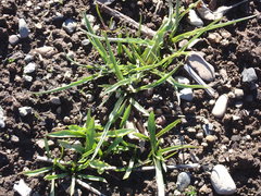 Microseris laciniata