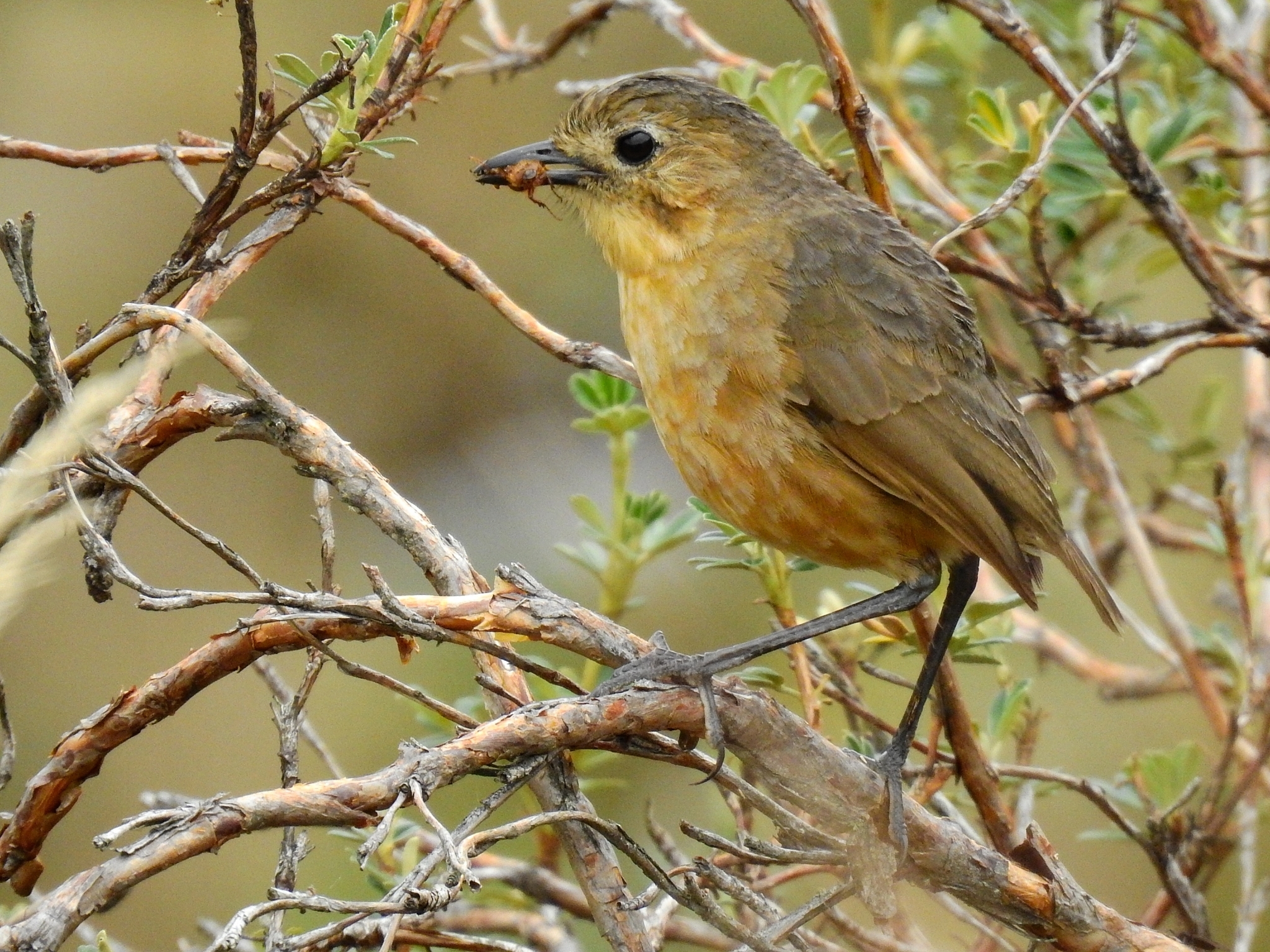 Tawny Antpitta illustration
