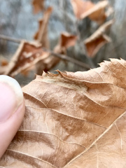 Phyllonorycter ostryaefoliella