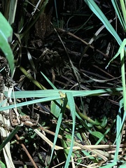 Dendropsophus parviceps