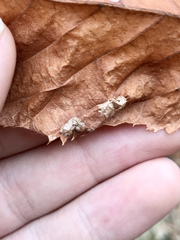 Phyllonorycter ostryaefoliella