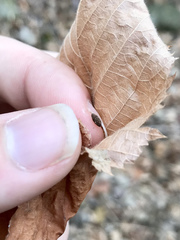 Phyllonorycter ostryaefoliella