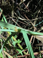 Dendropsophus parviceps