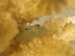 Coralliocaris graminea