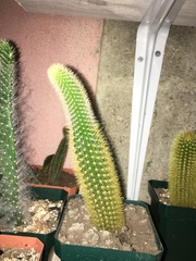 Cleistocactus colademononis