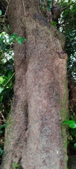 Planchonella costata