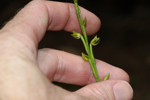 Image of Prasophyllum flavum by (c) Greg Tasney, some rights reserved (CC BY-SA)
