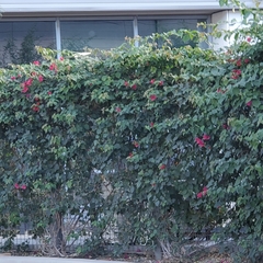Bougainvillea